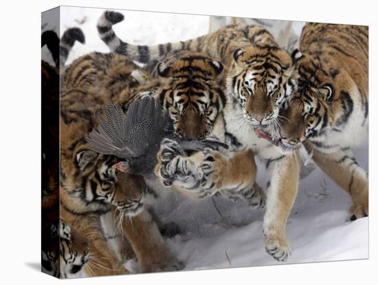 APTOPIX China Siberian Tigers-Ng Han Guan-Stretched Canvas