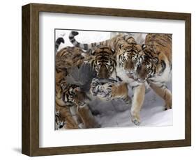 APTOPIX China Siberian Tigers-Ng Han Guan-Framed Photographic Print