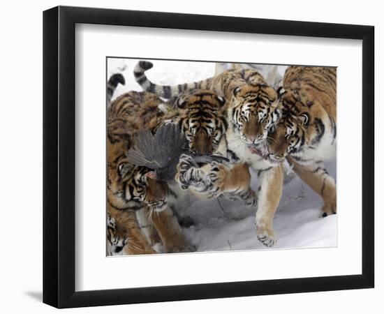 APTOPIX China Siberian Tigers-Ng Han Guan-Framed Photographic Print
