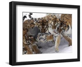 APTOPIX China Siberian Tigers-Ng Han Guan-Framed Photographic Print