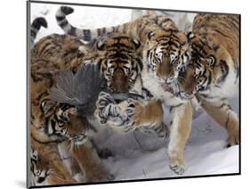 APTOPIX China Siberian Tigers-Ng Han Guan-Mounted Photographic Print