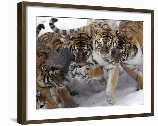 APTOPIX China Siberian Tigers-Ng Han Guan-Framed Photographic Print