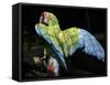 APTOPIX Costa Rica Endangered Macaws-Kent Gilbert-Framed Stretched Canvas