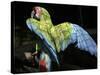 APTOPIX Costa Rica Endangered Macaws-Kent Gilbert-Stretched Canvas