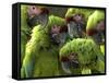 APTOPIX Costa Rica Endangered Macaws-Kent Gilbert-Framed Stretched Canvas