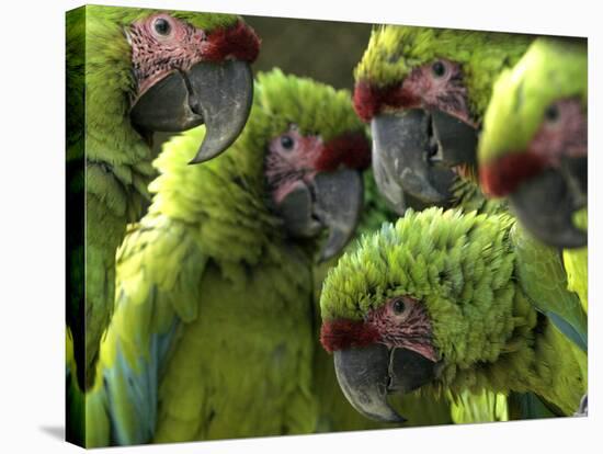 APTOPIX Costa Rica Endangered Macaws-Kent Gilbert-Stretched Canvas