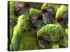 APTOPIX Costa Rica Endangered Macaws-Kent Gilbert-Stretched Canvas