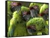 APTOPIX Costa Rica Endangered Macaws-Kent Gilbert-Framed Stretched Canvas