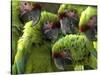 APTOPIX Costa Rica Endangered Macaws-Kent Gilbert-Stretched Canvas
