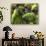 APTOPIX Costa Rica Endangered Macaws-Kent Gilbert-Premium Photographic Print displayed on a wall