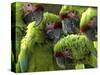 APTOPIX Costa Rica Endangered Macaws-Kent Gilbert-Stretched Canvas