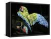 APTOPIX Costa Rica Endangered Macaws-Kent Gilbert-Framed Stretched Canvas