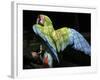 APTOPIX Costa Rica Endangered Macaws-Kent Gilbert-Framed Photographic Print