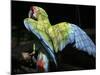 APTOPIX Costa Rica Endangered Macaws-Kent Gilbert-Mounted Photographic Print