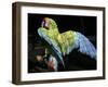 APTOPIX Costa Rica Endangered Macaws-Kent Gilbert-Framed Photographic Print