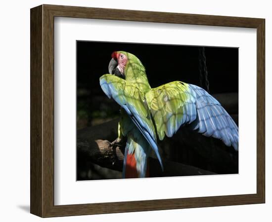 APTOPIX Costa Rica Endangered Macaws-Kent Gilbert-Framed Photographic Print