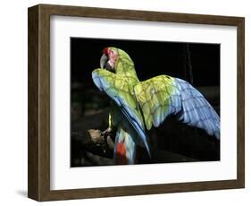 APTOPIX Costa Rica Endangered Macaws-Kent Gilbert-Framed Photographic Print