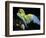 APTOPIX Costa Rica Endangered Macaws-Kent Gilbert-Framed Photographic Print