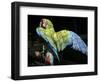 APTOPIX Costa Rica Endangered Macaws-Kent Gilbert-Framed Photographic Print