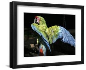 APTOPIX Costa Rica Endangered Macaws-Kent Gilbert-Framed Photographic Print