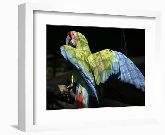 APTOPIX Costa Rica Endangered Macaws-Kent Gilbert-Framed Photographic Print