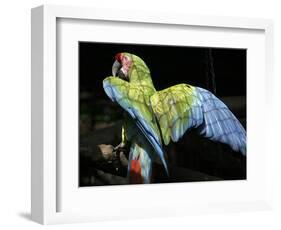 APTOPIX Costa Rica Endangered Macaws-Kent Gilbert-Framed Photographic Print