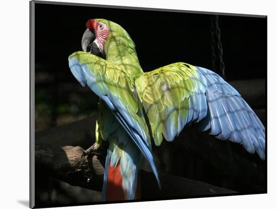 APTOPIX Costa Rica Endangered Macaws-Kent Gilbert-Mounted Photographic Print