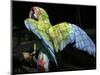 APTOPIX Costa Rica Endangered Macaws-Kent Gilbert-Mounted Photographic Print