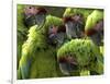 APTOPIX Costa Rica Endangered Macaws-Kent Gilbert-Framed Photographic Print