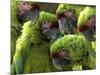 APTOPIX Costa Rica Endangered Macaws-Kent Gilbert-Mounted Photographic Print