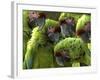 APTOPIX Costa Rica Endangered Macaws-Kent Gilbert-Framed Photographic Print