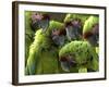 APTOPIX Costa Rica Endangered Macaws-Kent Gilbert-Framed Photographic Print