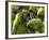 APTOPIX Costa Rica Endangered Macaws-Kent Gilbert-Framed Photographic Print