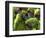 APTOPIX Costa Rica Endangered Macaws-Kent Gilbert-Framed Photographic Print