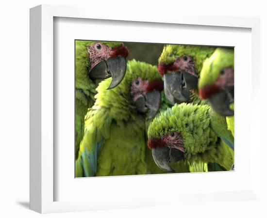 APTOPIX Costa Rica Endangered Macaws-Kent Gilbert-Framed Photographic Print