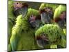 APTOPIX Costa Rica Endangered Macaws-Kent Gilbert-Mounted Photographic Print