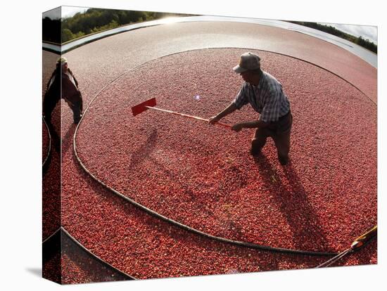 APTOPIX Cranberry Harvest-Charles Krupa-Stretched Canvas