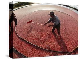 APTOPIX Cranberry Harvest-Charles Krupa-Stretched Canvas