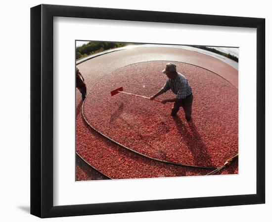 APTOPIX Cranberry Harvest-Charles Krupa-Framed Photographic Print