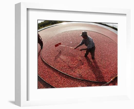 APTOPIX Cranberry Harvest-Charles Krupa-Framed Photographic Print