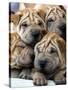 APTOPIX Cuba Dog Show-Javier Galeano-Stretched Canvas