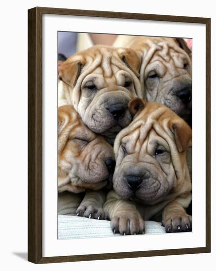 APTOPIX Cuba Dog Show-Javier Galeano-Framed Photographic Print