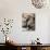 APTOPIX Cuba Dog Show-Javier Galeano-Mounted Photographic Print displayed on a wall