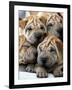 APTOPIX Cuba Dog Show-Javier Galeano-Framed Photographic Print