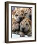 APTOPIX Cuba Dog Show-Javier Galeano-Framed Photographic Print