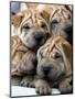 APTOPIX Cuba Dog Show-Javier Galeano-Mounted Photographic Print