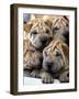 APTOPIX Cuba Dog Show-Javier Galeano-Framed Photographic Print