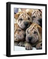 APTOPIX Cuba Dog Show-Javier Galeano-Framed Photographic Print