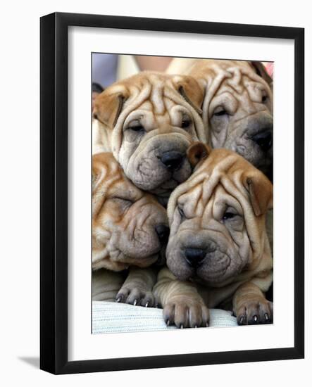 APTOPIX Cuba Dog Show-Javier Galeano-Framed Photographic Print