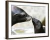 APTOPIX DEU BY Seeloewen Nachwuchs-Christof Stache-Framed Photographic Print